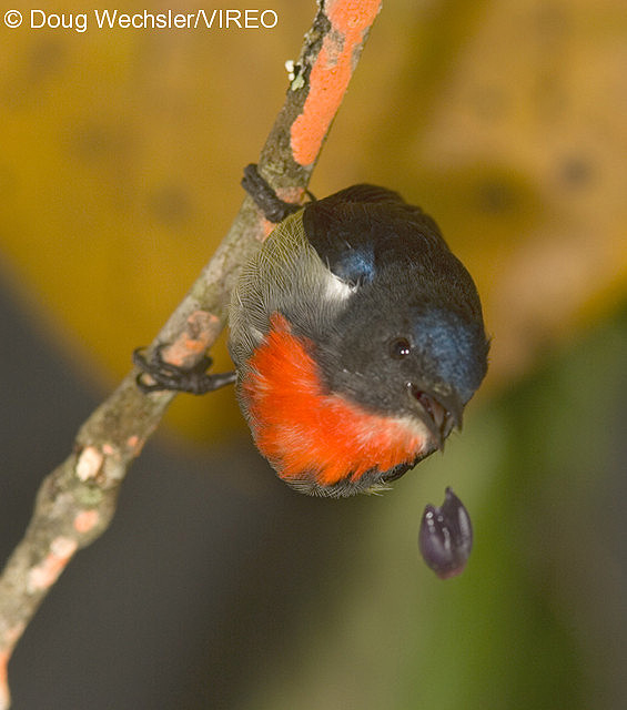 Black-sided Flowerpecker w02-48-069.jpg